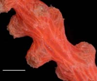 Scleracis guadalupensis calyx, showing large spindles in coenchyme (USNM 61244) Scleracis guadalupensis calyx, showing large spindles in coenchyme (USNM 61244)